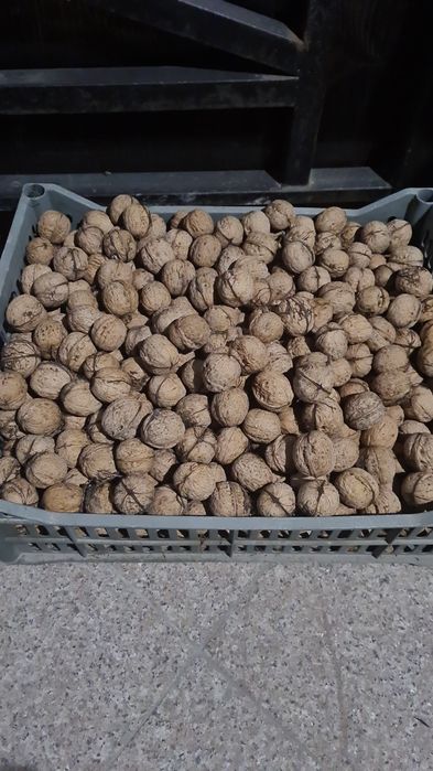 Грецкие орехи  только от пяти килограмм