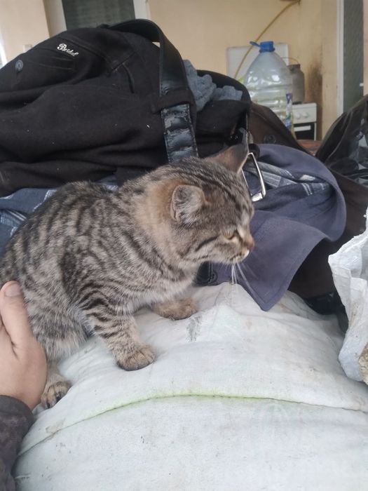 Отдам котёнка в хорошие руки девочка