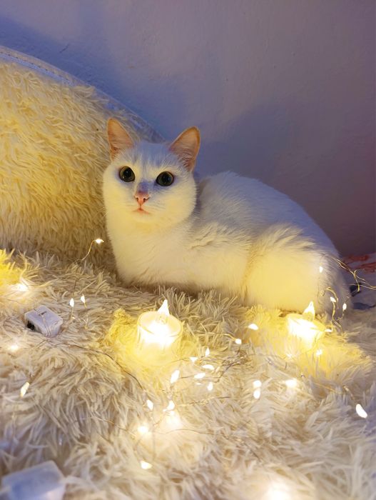 Кошечка Луна ищет дом