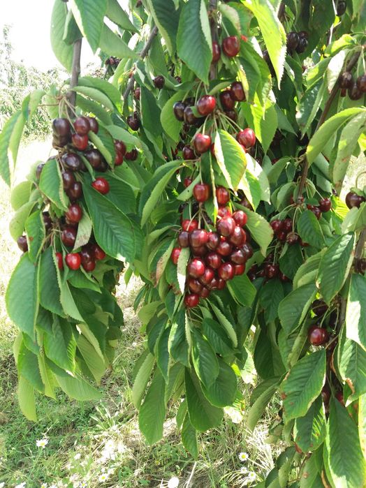 Продава се 11 дка млада черешова градина