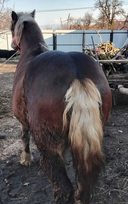 De vanzare manz de doi ani