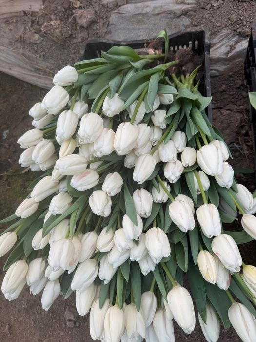 Тюльпаны свежие с теплицы