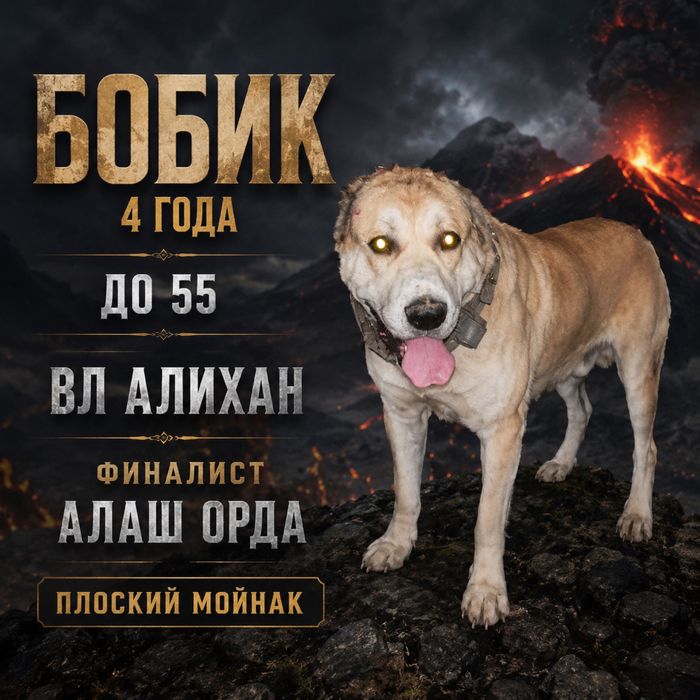 Помес вязка финалист алаш орда