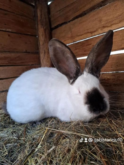 Iepurași disponibili