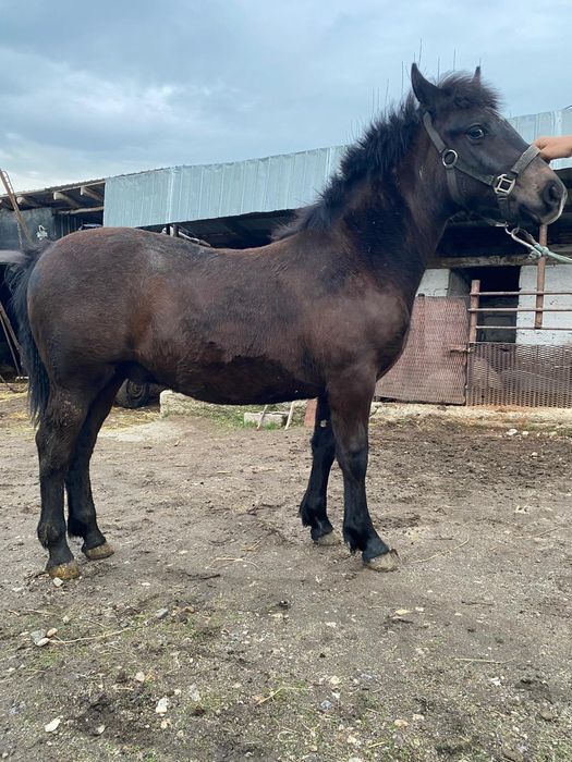 Mânz de 6 luni de vânzare în județul Olt Potcoava