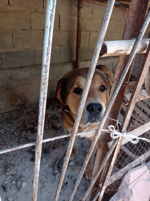 Ит тегін беріледі