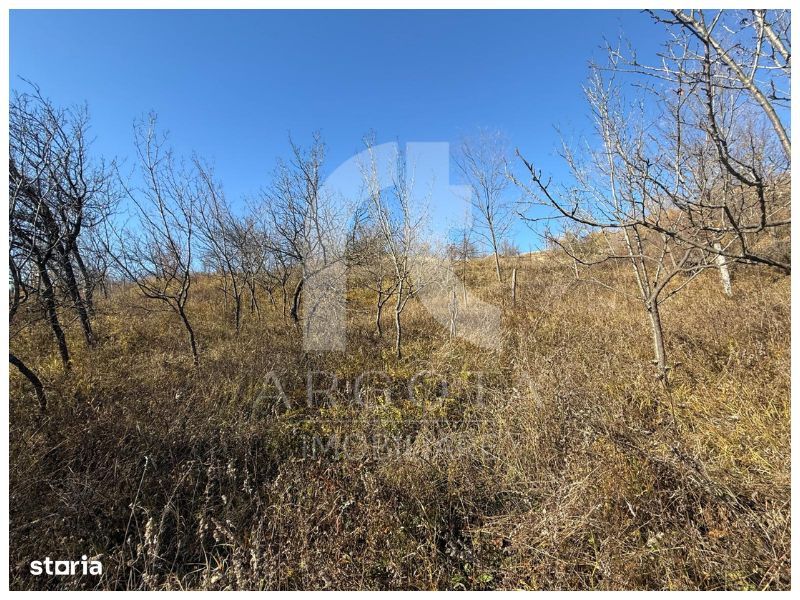 Teren Cozieni - Valea Banului | Comision Zero