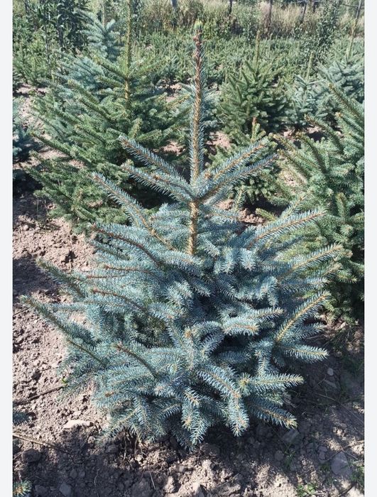 Көшеттің барлық түрі бар