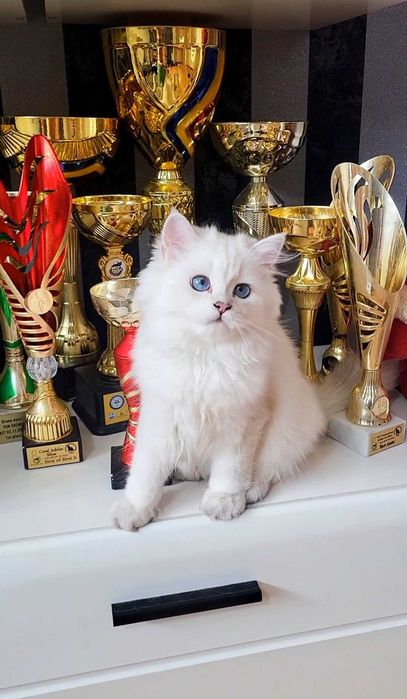 Baiat british longhair din ambii parinti Campioni Mondiali