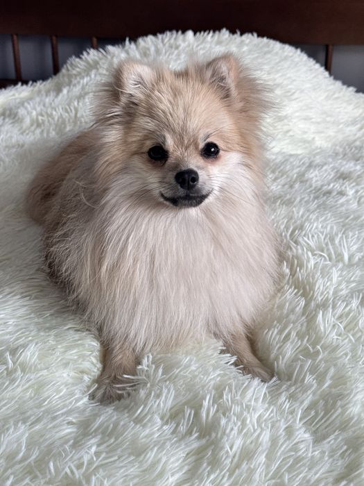 Вязка шпица