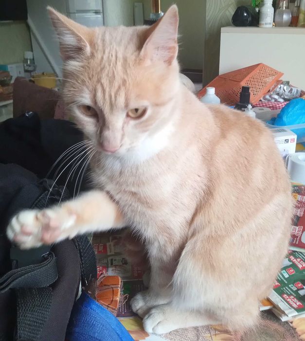 Котарак 10 месяца