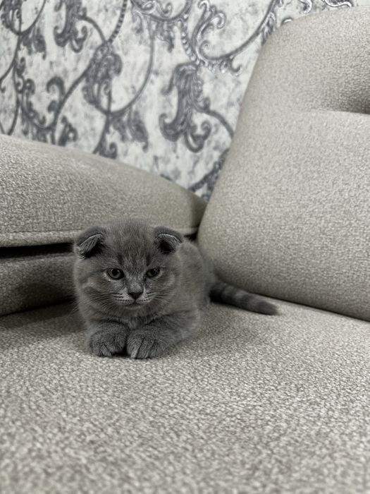 Британская кошка