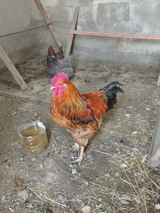 Петуха  домашний