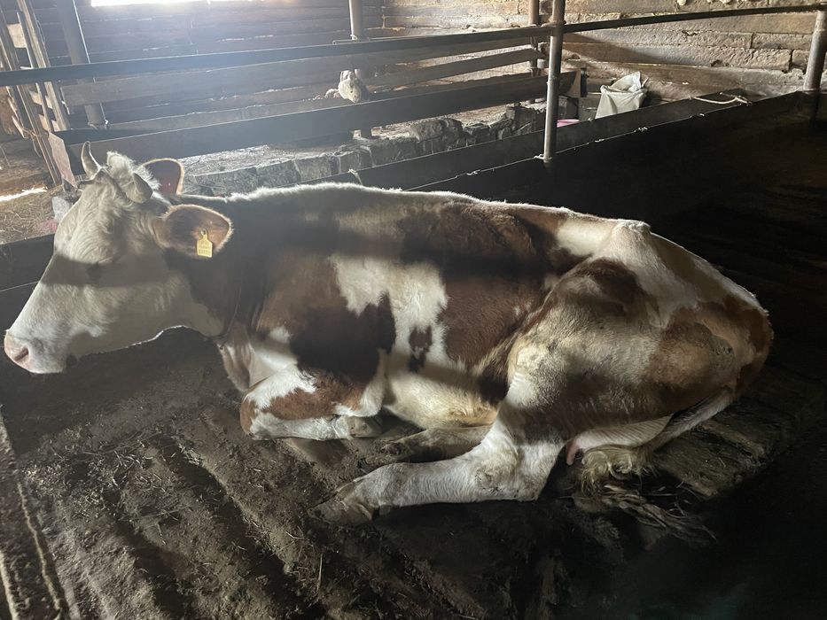 Продаётся корова чистопородной симментальской