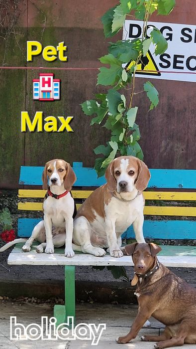 Cazare / Pensiune câini si animale de companie.