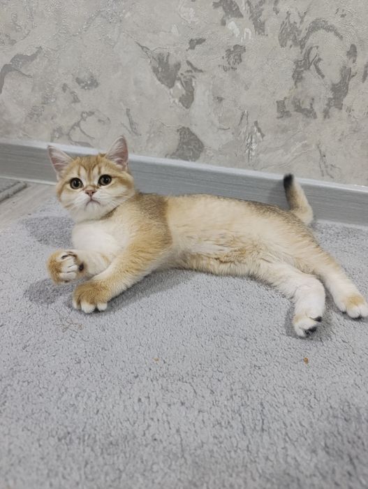 Кошка GOLDEN ШИНШИЛА продаётся хорошим людям