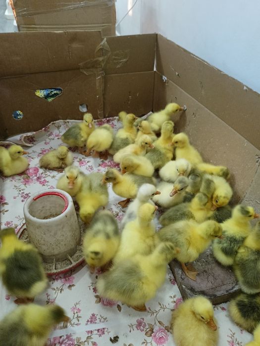 Қаздың балапанын сатамын