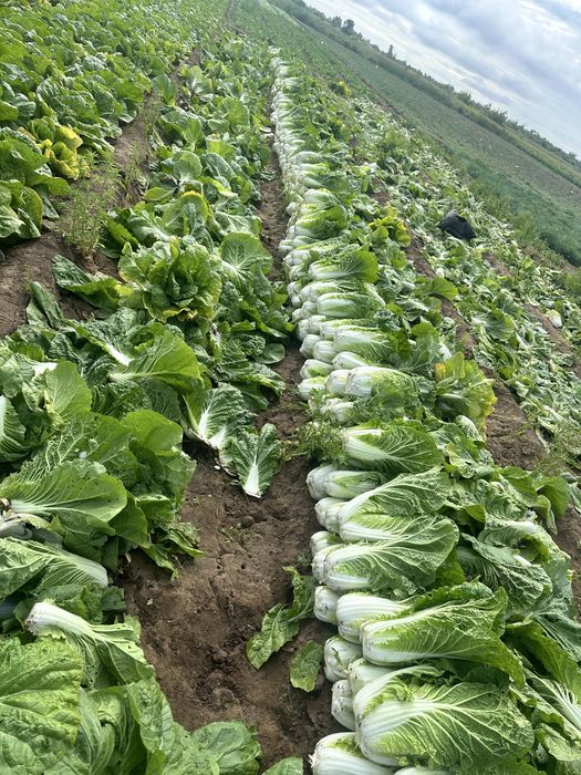 Зелень 50.до 1000