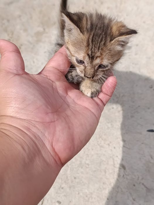 Котята мальчики и девочки ищут дом