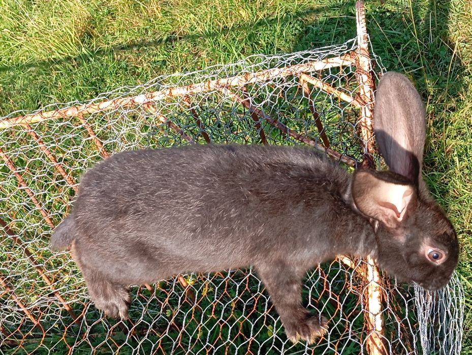 Vând pui de iepure uriaș german