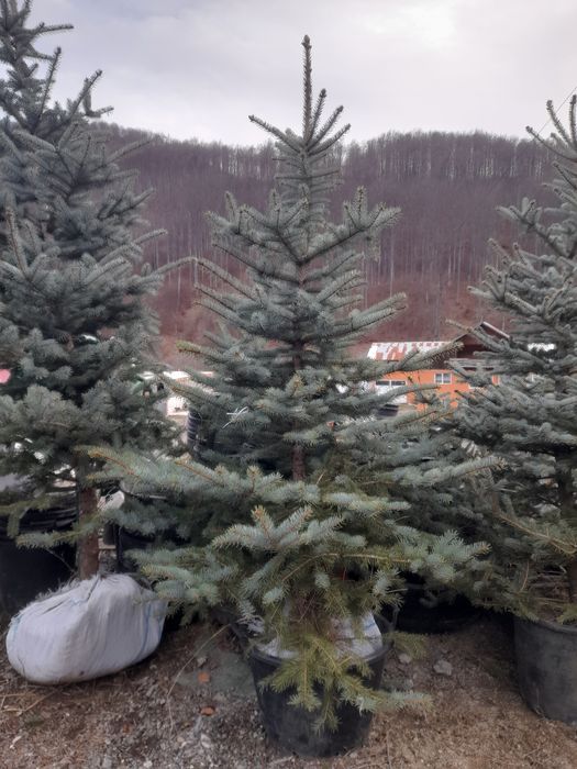 Brazi arginti cu radacină