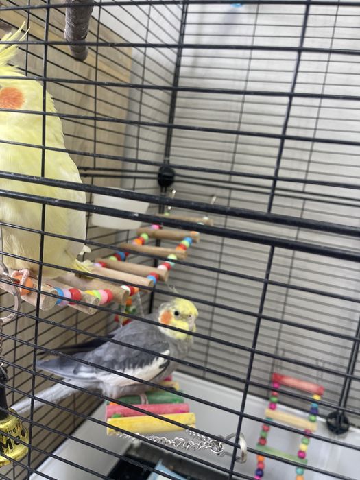 2 кореллы и все необходимое