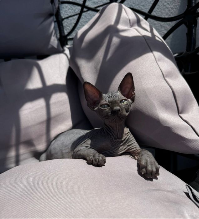 Pisica Sfinx BLUE