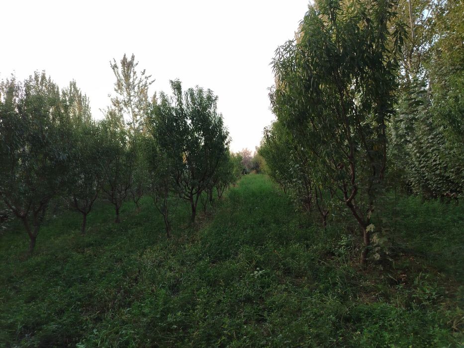 уй жой сотилади Фуркат тумани Пахтаобот кишлоги