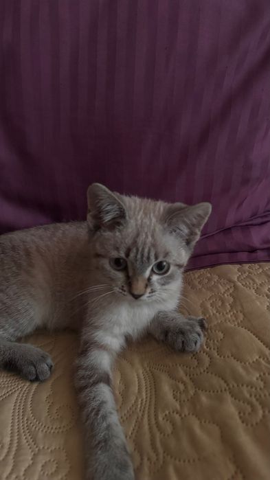 Шотландский котенок
