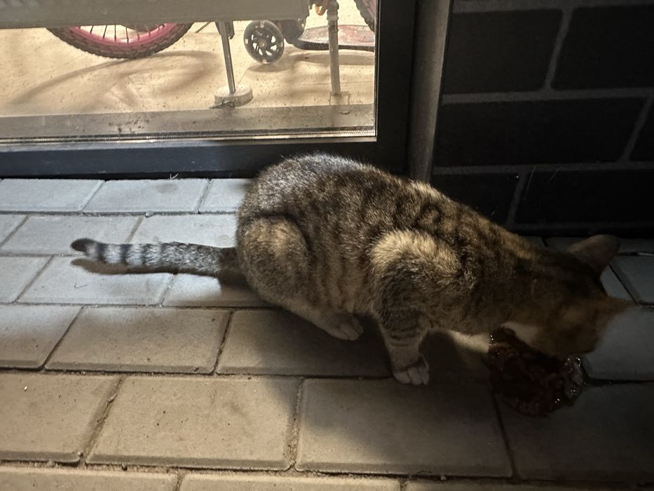 Кот ищет дом в Астане