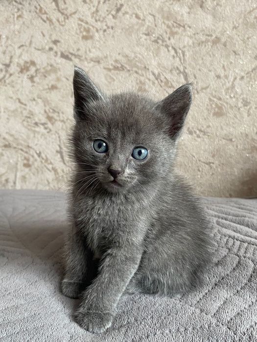 Британские котята