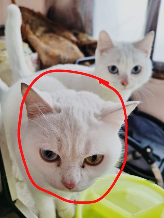 Срочно отдам кошку