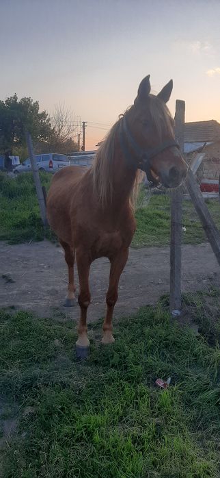 Vând cal castrat