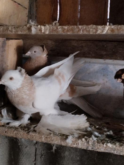 Голуби домашние.