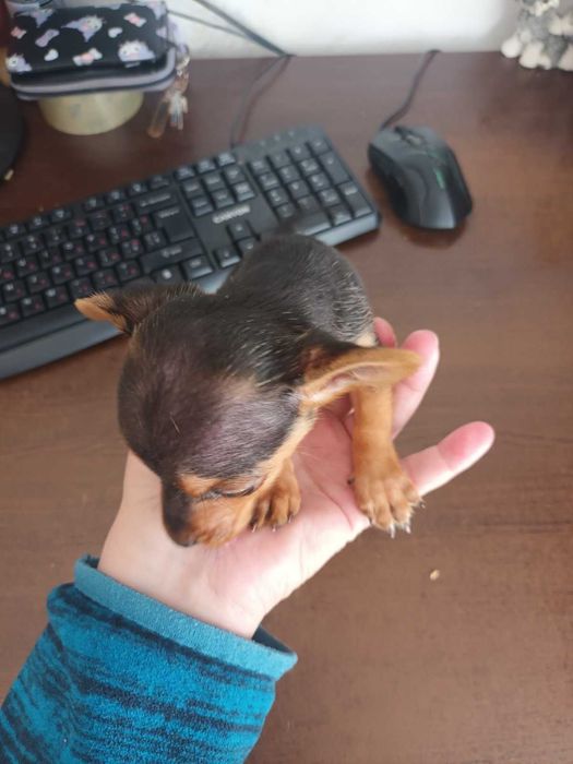 Мъжки мини пинчер