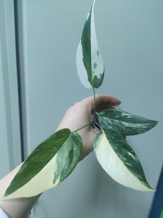 Эпипремнум Пинатум тайский (сциндапсус)