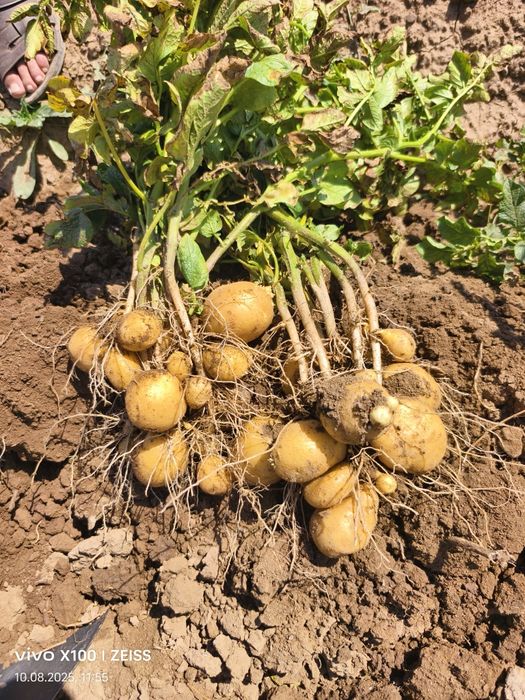 Картошка семена сорт Гала