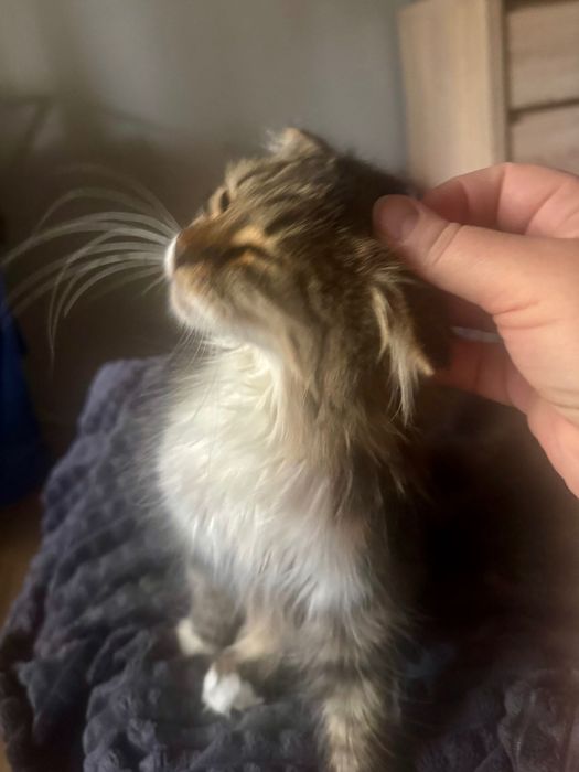 Котенок в хорошие руки