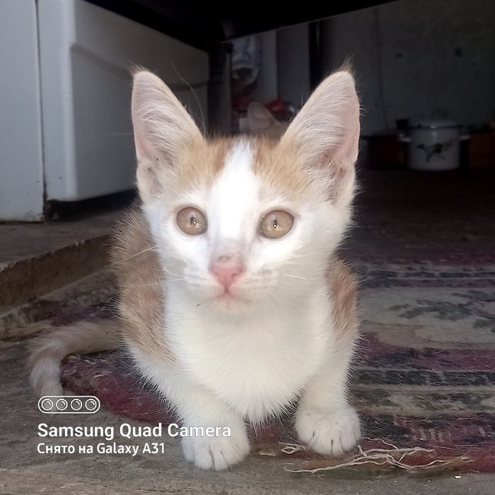 Котята свои  домашние.