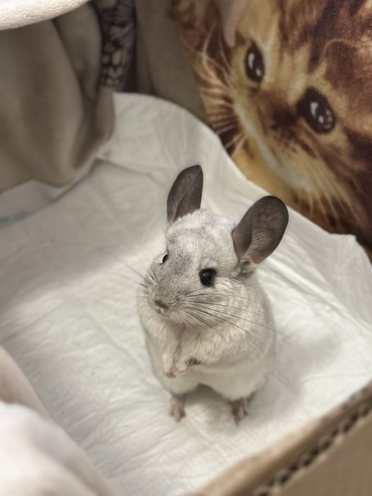 Рисунок вашего питомца