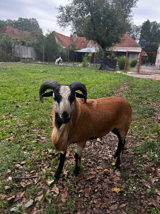 Oi camerun de vanzare