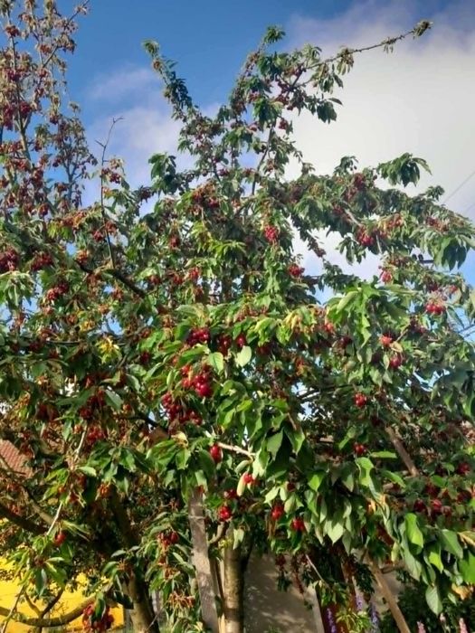 Cireșe mari și dulci bio din grădină proprie - Sacueni, Bihor
