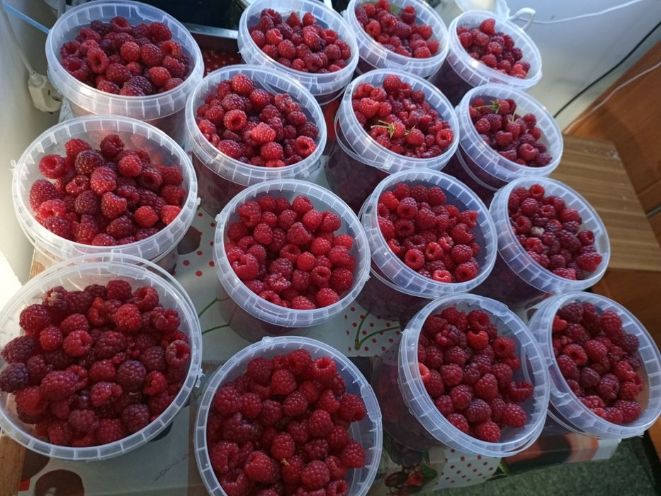 Малина ремонтантная