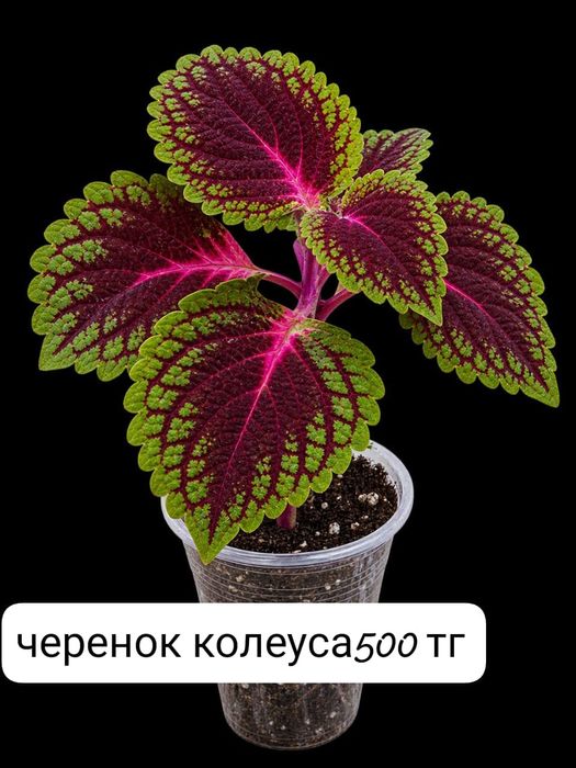 Домашние Цветы продам