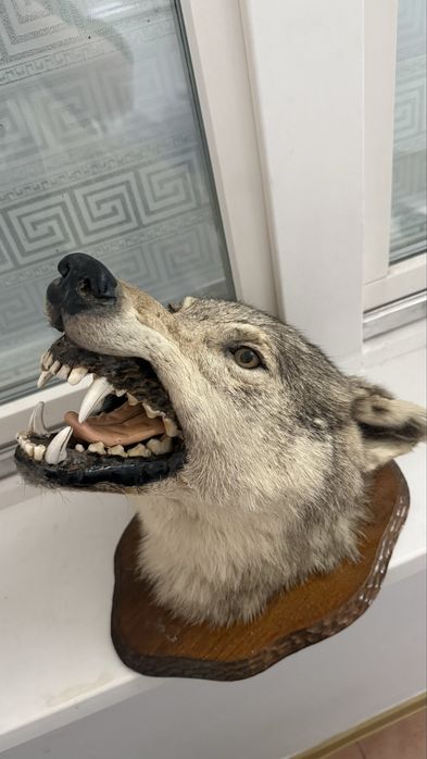 настенная голова Волка