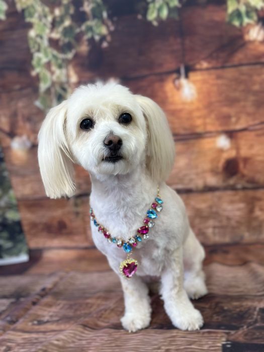 Grooming caini Drumul Taberei - Ingrijire profesionala