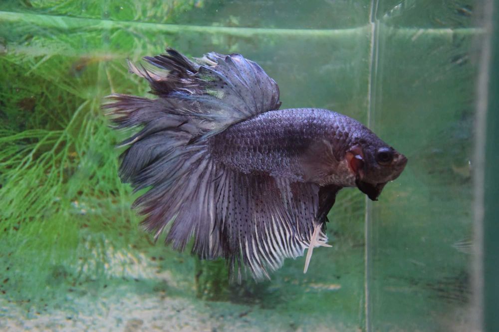 Pesti Betta Splendens Halfmoon Combtail Masculi Femele Acvariu