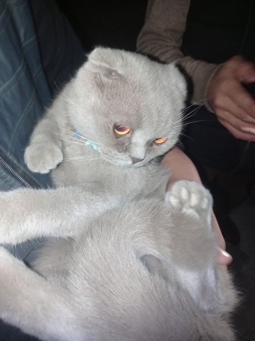 Scotish strayt ogl bola 1 yosh privkasidan otgan