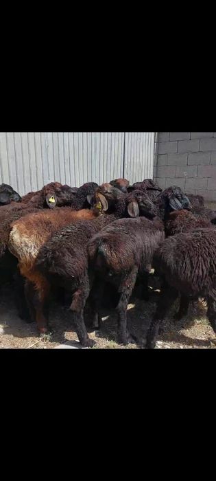 Токты. Кой.тусак.кошкар