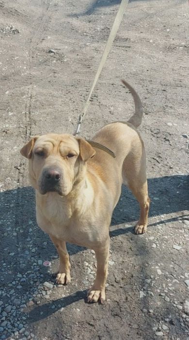 ЩеняТки разных окрасов ждут любящих хозяев